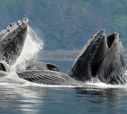 whales 1