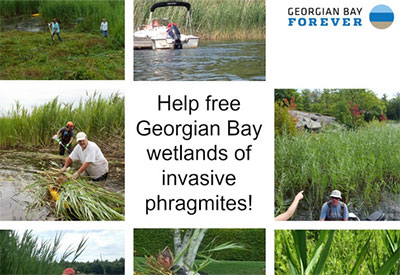 Invasive Phragmites Workshops… Georgian Bay’s Wetlands Need You