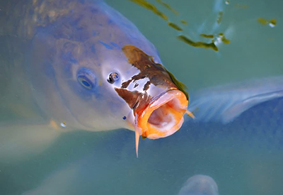 How Infecting Carp With Herpes Can Help Save Dying River Systems