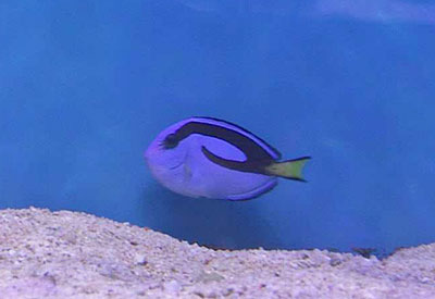 Don’t Buy a Real Blue Tang if You Love Finding Dory, Experts Advise