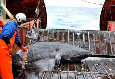 Greenland Shark the World’s Longest-living Vertebrate at 392 Years Young