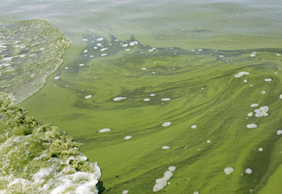 Lake Erie braces for algae bloom