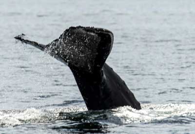 New tutorial available for mariners to help protect whales in B.C. waters