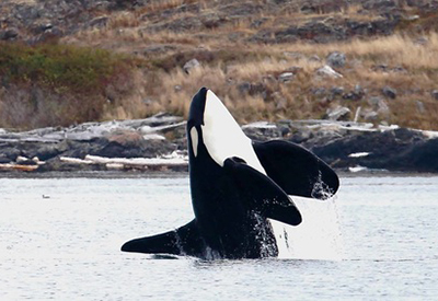 Boating BC is asking for your feedback to recover the Southern Resident Killer Whales