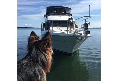 POTW: Yacht dog meets dock dog!
