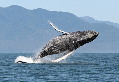Presentations on Marine Mammals and Boater Safety and Stewardship Are Available!