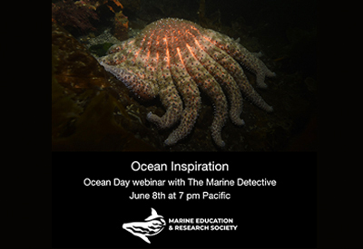 Webinaire pour la Journée mondiale de l’océan avec la « détective maritime » – 8 juin à 19h00 HAP