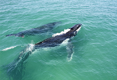 Retour des géants et pourquoi les baleines à bosse doivent préoccuper les plaisanciers