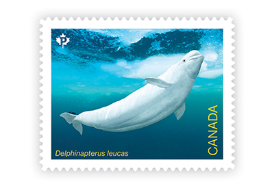 Des timbres mettent en vedette 5 espèces de baleines en voie de disparition