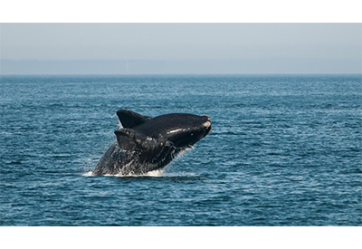 Proposition de la NOAA pour une nouvelle réglementation sur la vitesse des navires pour protéger les baleines noires de l’Atlantique Nord