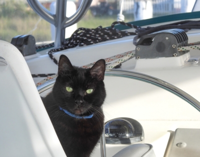 Furry Boating Companions Photo Contest