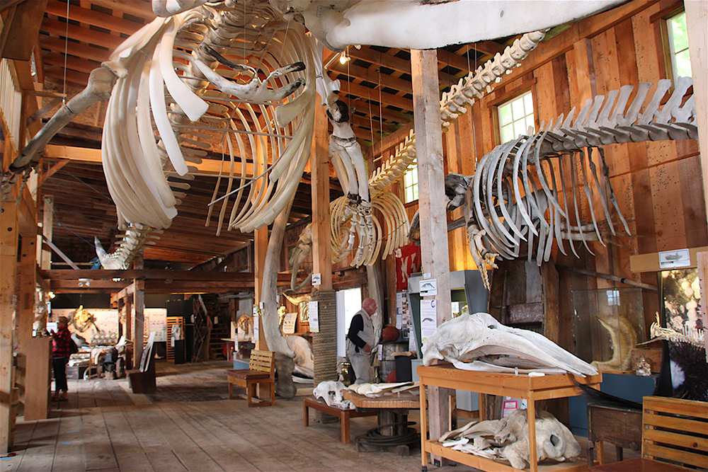 Inside the Whale Museum.