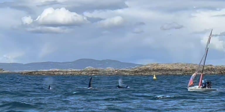 POTW: A Whale of a Time