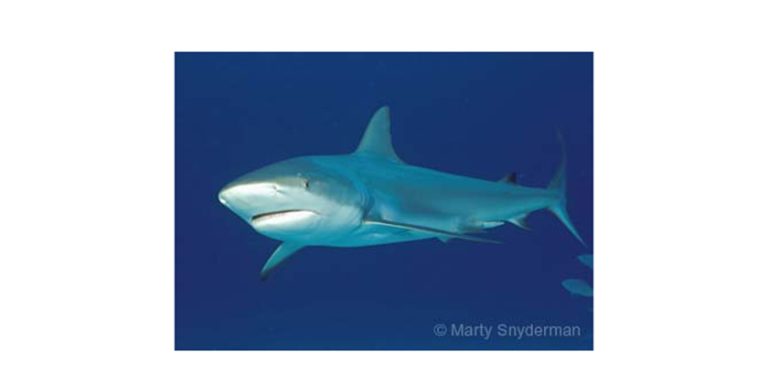 L’International Shark Attack File cartographie les morsures de requins dans le monde