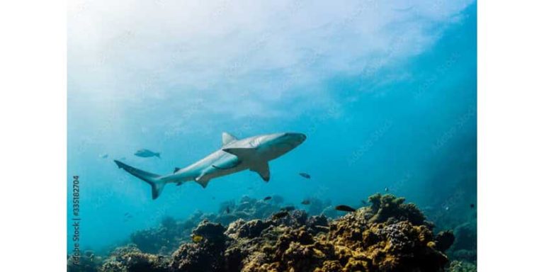 La Journée international du requin, un important acteur dans la vie des océans