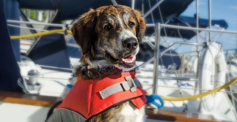 All Paws on Deck: The Ultimate Guide to Safe Boating Adventures with Your Pet