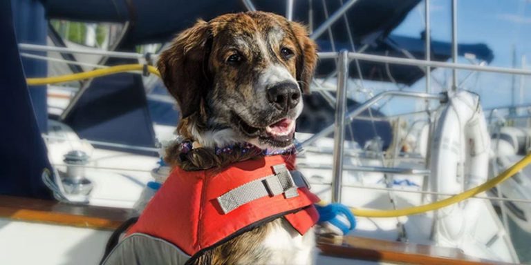 All Paws on Deck:  The Ultimate Guide to Safe Boating Adventures with Your Pet